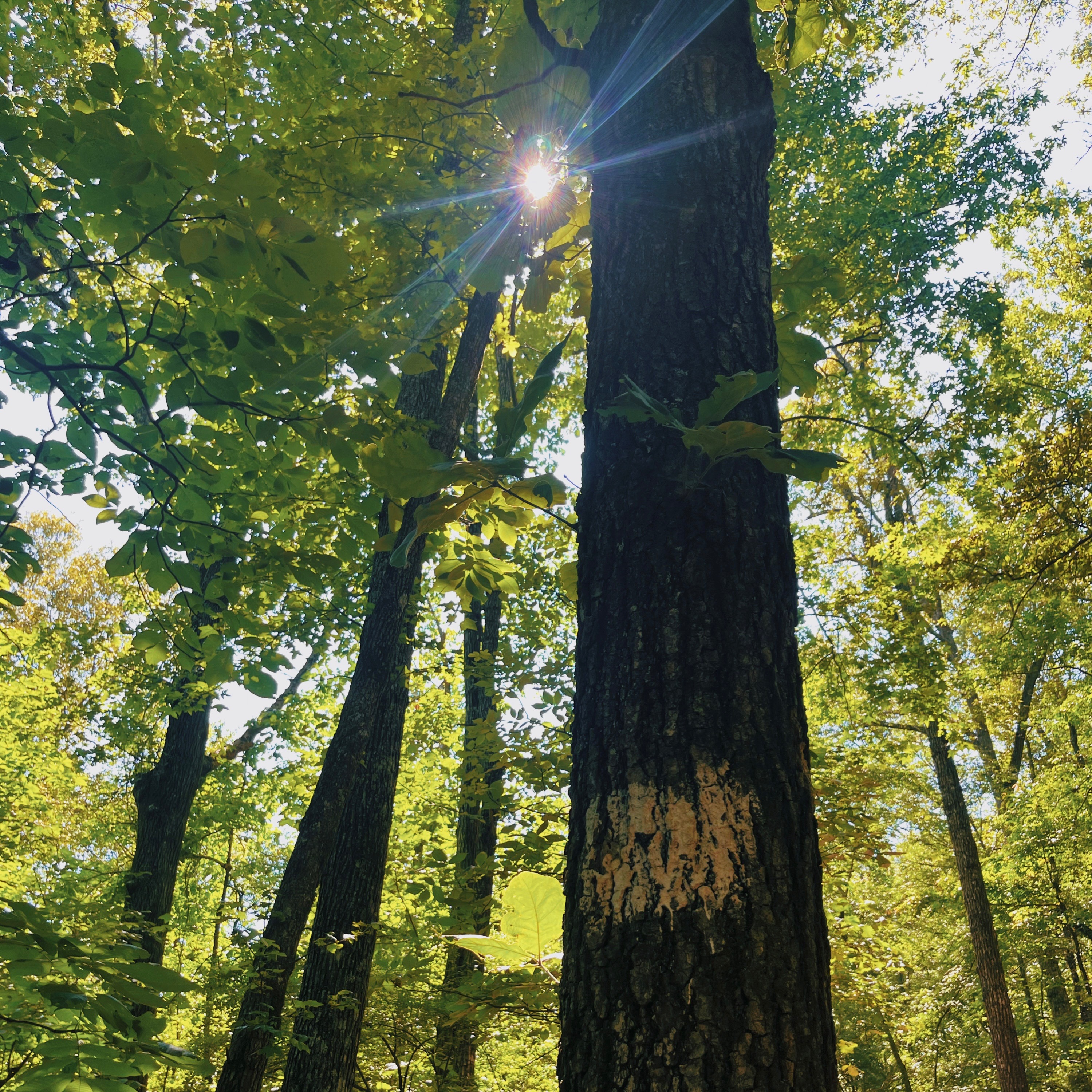 tree with white marking for Canyon Loop Trail at Providence Canyon State Park 