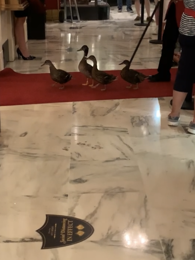 the Peabody ducks marching down their red carpet