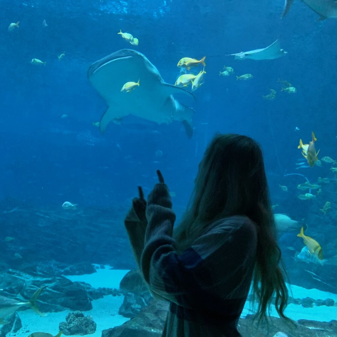 a girl pointing at one of the Whale Sharks at the Georgia Aquarium 
