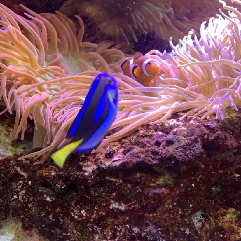 two fish that look like Dory and Marlin from Finding Nemo at the Georgia Aquarium