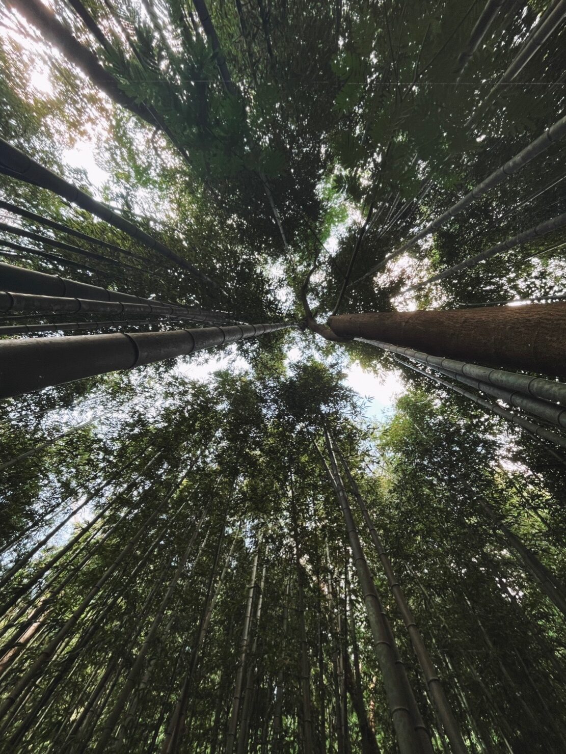 the top of the bamboo forest in sandy springs 
